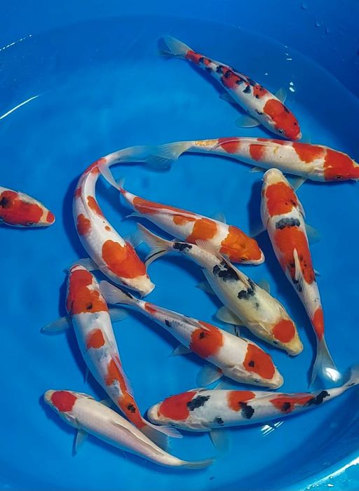Lelang Koi Online, Jual Beli Ikan Koi, Pusat Jual Beli Koi, Info Lelang Koi Hari Ini, Platform Jual Beli Koi, Jual Beli Ikan Koi Online, Marketplace Ikan Koi, Jual Koi Terbaik, Tempat Beli Koi Berkualitas, Pasar Ikan Koi Online Terpercaya, Penjual Ikan Koi Terpercaya, Beli Koi Hias Online, Ikan Koi untuk Dijual, Koi Kualitas Terbaik, Toko Online Ikan Koi, Koi Hias Untuk Dijual, Jual Beli Ikan Koi Lokal, Koi Indonesia Online, Pusat Jual Beli Koi Terbesar