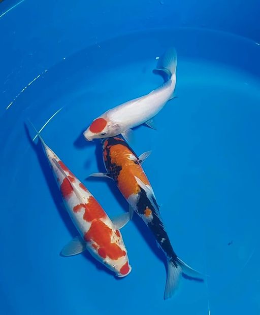 Lelang Koi Online, Jual Beli Ikan Koi, Pusat Jual Beli Koi, Info Lelang Koi Hari Ini, Platform Jual Beli Koi, Jual Beli Ikan Koi Online, Marketplace Ikan Koi, Jual Koi Terbaik, Tempat Beli Koi Berkualitas, Pasar Ikan Koi Online Terpercaya, Penjual Ikan Koi Terpercaya, Beli Koi Hias Online, Ikan Koi untuk Dijual, Koi Kualitas Terbaik, Toko Online Ikan Koi, Koi Hias Untuk Dijual, Jual Beli Ikan Koi Lokal, Koi Indonesia Online, Pusat Jual Beli Koi Terbesar