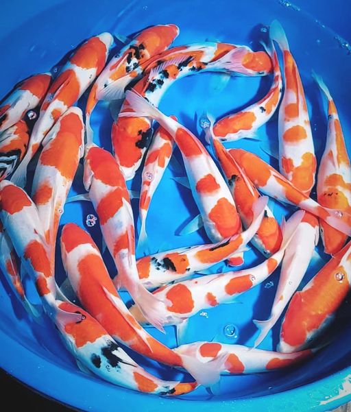 Lelang Koi Online, Jual Beli Ikan Koi, Pusat Jual Beli Koi, Info Lelang Koi Hari Ini, Platform Jual Beli Koi, Jual Beli Ikan Koi Online, Marketplace Ikan Koi, Jual Koi Terbaik, Tempat Beli Koi Berkualitas, Pasar Ikan Koi Online Terpercaya, Penjual Ikan Koi Terpercaya, Beli Koi Hias Online, Ikan Koi untuk Dijual, Koi Kualitas Terbaik, Toko Online Ikan Koi, Koi Hias Untuk Dijual, Jual Beli Ikan Koi Lokal, Koi Indonesia Online, Pusat Jual Beli Koi Terbesar