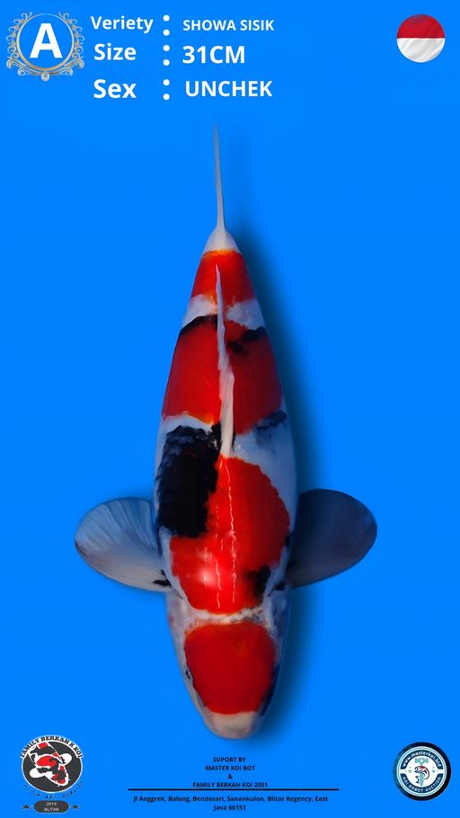 Lelang Koi Online, Jual Beli Ikan Koi, Pusat Jual Beli Koi, Info Lelang Koi Hari Ini, Platform Jual Beli Koi, Jual Beli Ikan Koi Online, Marketplace Ikan Koi, Jual Koi Terbaik, Tempat Beli Koi Berkualitas, Pasar Ikan Koi Online Terpercaya, Penjual Ikan Koi Terpercaya, Beli Koi Hias Online, Ikan Koi untuk Dijual, Koi Kualitas Terbaik, Toko Online Ikan Koi, Koi Hias Untuk Dijual, Jual Beli Ikan Koi Lokal, Koi Indonesia Online, Pusat Jual Beli Koi Terbesar