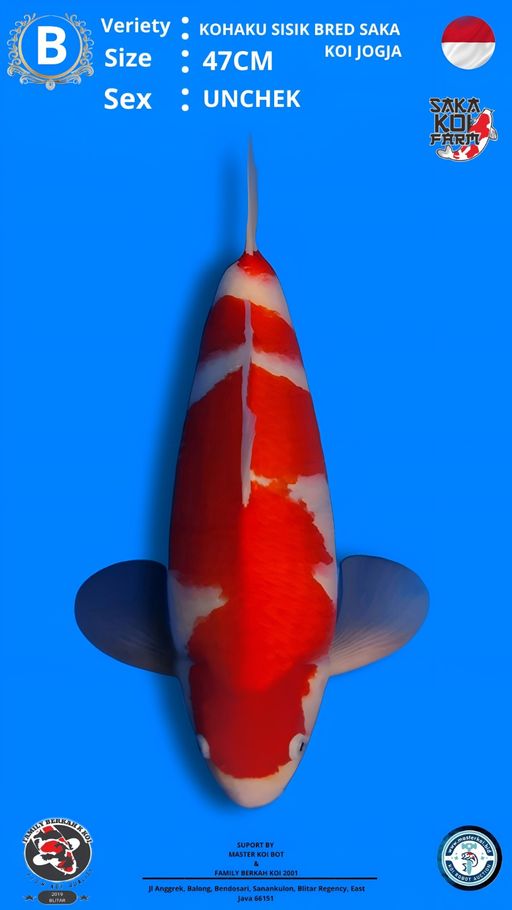 Lelang Koi Online, Jual Beli Ikan Koi, Pusat Jual Beli Koi, Info Lelang Koi Hari Ini, Platform Jual Beli Koi, Jual Beli Ikan Koi Online, Marketplace Ikan Koi, Jual Koi Terbaik, Tempat Beli Koi Berkualitas, Pasar Ikan Koi Online Terpercaya, Penjual Ikan Koi Terpercaya, Beli Koi Hias Online, Ikan Koi untuk Dijual, Koi Kualitas Terbaik, Toko Online Ikan Koi, Koi Hias Untuk Dijual, Jual Beli Ikan Koi Lokal, Koi Indonesia Online, Pusat Jual Beli Koi Terbesar