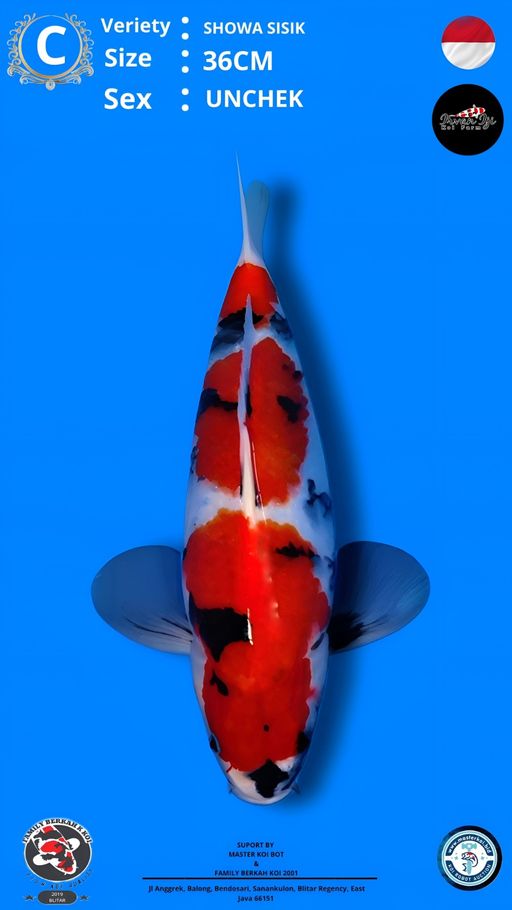 Lelang Koi Online, Jual Beli Ikan Koi, Pusat Jual Beli Koi, Info Lelang Koi Hari Ini, Platform Jual Beli Koi, Jual Beli Ikan Koi Online, Marketplace Ikan Koi, Jual Koi Terbaik, Tempat Beli Koi Berkualitas, Pasar Ikan Koi Online Terpercaya, Penjual Ikan Koi Terpercaya, Beli Koi Hias Online, Ikan Koi untuk Dijual, Koi Kualitas Terbaik, Toko Online Ikan Koi, Koi Hias Untuk Dijual, Jual Beli Ikan Koi Lokal, Koi Indonesia Online, Pusat Jual Beli Koi Terbesar