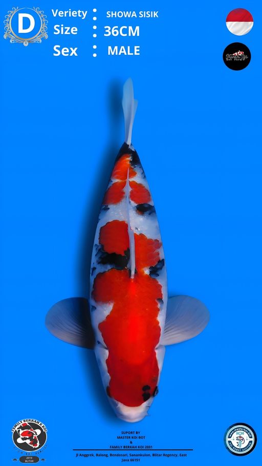 Lelang Koi Online, Jual Beli Ikan Koi, Pusat Jual Beli Koi, Info Lelang Koi Hari Ini, Platform Jual Beli Koi, Jual Beli Ikan Koi Online, Marketplace Ikan Koi, Jual Koi Terbaik, Tempat Beli Koi Berkualitas, Pasar Ikan Koi Online Terpercaya, Penjual Ikan Koi Terpercaya, Beli Koi Hias Online, Ikan Koi untuk Dijual, Koi Kualitas Terbaik, Toko Online Ikan Koi, Koi Hias Untuk Dijual, Jual Beli Ikan Koi Lokal, Koi Indonesia Online, Pusat Jual Beli Koi Terbesar