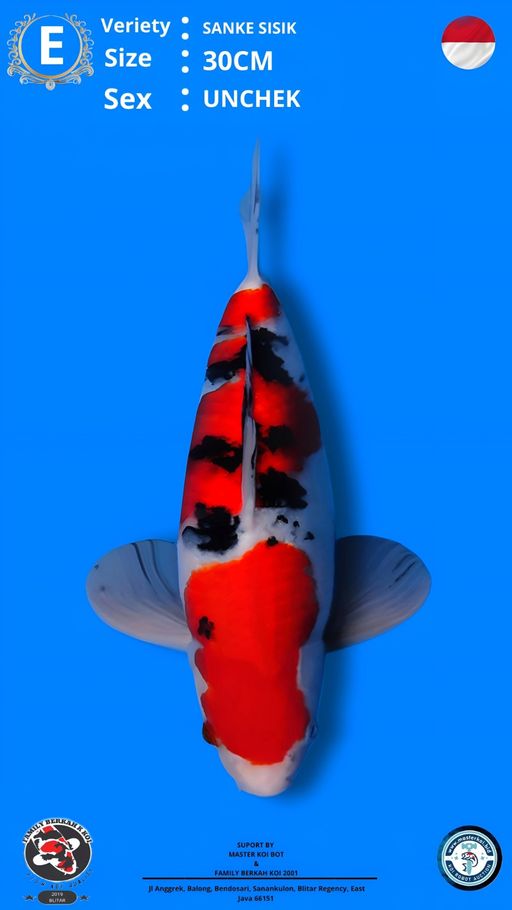 Lelang Koi Online, Jual Beli Ikan Koi, Pusat Jual Beli Koi, Info Lelang Koi Hari Ini, Platform Jual Beli Koi, Jual Beli Ikan Koi Online, Marketplace Ikan Koi, Jual Koi Terbaik, Tempat Beli Koi Berkualitas, Pasar Ikan Koi Online Terpercaya, Penjual Ikan Koi Terpercaya, Beli Koi Hias Online, Ikan Koi untuk Dijual, Koi Kualitas Terbaik, Toko Online Ikan Koi, Koi Hias Untuk Dijual, Jual Beli Ikan Koi Lokal, Koi Indonesia Online, Pusat Jual Beli Koi Terbesar