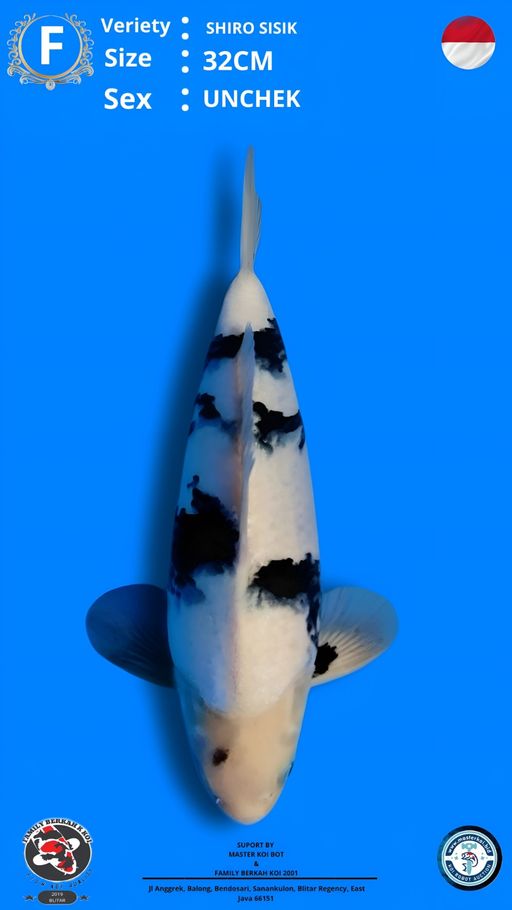 Lelang Koi Online, Jual Beli Ikan Koi, Pusat Jual Beli Koi, Info Lelang Koi Hari Ini, Platform Jual Beli Koi, Jual Beli Ikan Koi Online, Marketplace Ikan Koi, Jual Koi Terbaik, Tempat Beli Koi Berkualitas, Pasar Ikan Koi Online Terpercaya, Penjual Ikan Koi Terpercaya, Beli Koi Hias Online, Ikan Koi untuk Dijual, Koi Kualitas Terbaik, Toko Online Ikan Koi, Koi Hias Untuk Dijual, Jual Beli Ikan Koi Lokal, Koi Indonesia Online, Pusat Jual Beli Koi Terbesar