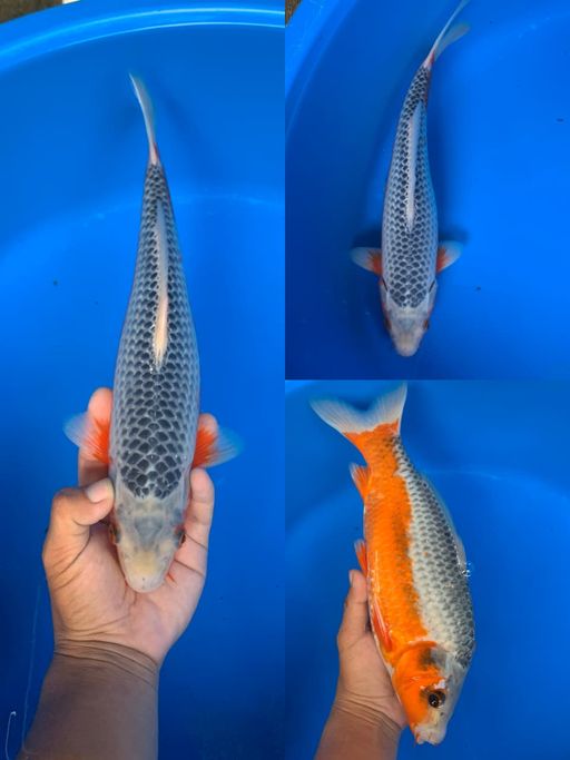 Lelang Koi Online, Jual Beli Ikan Koi, Pusat Jual Beli Koi, Info Lelang Koi Hari Ini, Platform Jual Beli Koi, Jual Beli Ikan Koi Online, Marketplace Ikan Koi, Jual Koi Terbaik, Tempat Beli Koi Berkualitas, Pasar Ikan Koi Online Terpercaya, Penjual Ikan Koi Terpercaya, Beli Koi Hias Online, Ikan Koi untuk Dijual, Koi Kualitas Terbaik, Toko Online Ikan Koi, Koi Hias Untuk Dijual, Jual Beli Ikan Koi Lokal, Koi Indonesia Online, Pusat Jual Beli Koi Terbesar