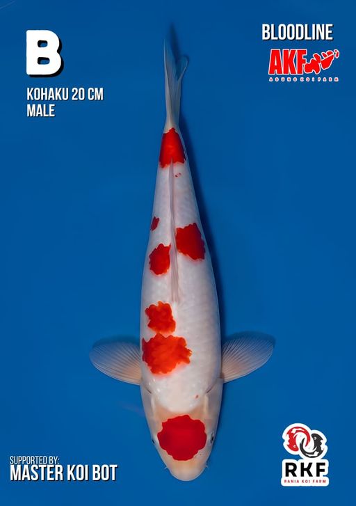 Lelang Koi Online, Jual Beli Ikan Koi, Pusat Jual Beli Koi, Info Lelang Koi Hari Ini, Platform Jual Beli Koi, Jual Beli Ikan Koi Online, Marketplace Ikan Koi, Jual Koi Terbaik, Tempat Beli Koi Berkualitas, Pasar Ikan Koi Online Terpercaya, Penjual Ikan Koi Terpercaya, Beli Koi Hias Online, Ikan Koi untuk Dijual, Koi Kualitas Terbaik, Toko Online Ikan Koi, Koi Hias Untuk Dijual, Jual Beli Ikan Koi Lokal, Koi Indonesia Online, Pusat Jual Beli Koi Terbesar