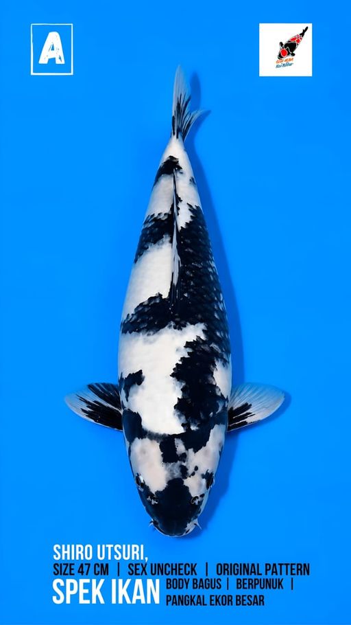 Lelang Koi Online, Jual Beli Ikan Koi, Pusat Jual Beli Koi, Info Lelang Koi Hari Ini, Platform Jual Beli Koi, Jual Beli Ikan Koi Online, Marketplace Ikan Koi, Jual Koi Terbaik, Tempat Beli Koi Berkualitas, Pasar Ikan Koi Online Terpercaya, Penjual Ikan Koi Terpercaya, Beli Koi Hias Online, Ikan Koi untuk Dijual, Koi Kualitas Terbaik, Toko Online Ikan Koi, Koi Hias Untuk Dijual, Jual Beli Ikan Koi Lokal, Koi Indonesia Online, Pusat Jual Beli Koi Terbesar