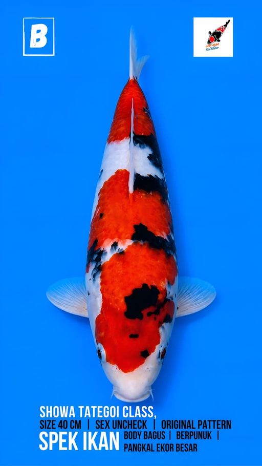 Lelang Koi Online, Jual Beli Ikan Koi, Pusat Jual Beli Koi, Info Lelang Koi Hari Ini, Platform Jual Beli Koi, Jual Beli Ikan Koi Online, Marketplace Ikan Koi, Jual Koi Terbaik, Tempat Beli Koi Berkualitas, Pasar Ikan Koi Online Terpercaya, Penjual Ikan Koi Terpercaya, Beli Koi Hias Online, Ikan Koi untuk Dijual, Koi Kualitas Terbaik, Toko Online Ikan Koi, Koi Hias Untuk Dijual, Jual Beli Ikan Koi Lokal, Koi Indonesia Online, Pusat Jual Beli Koi Terbesar