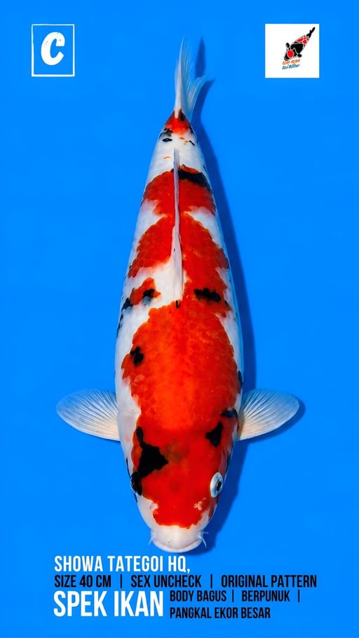 Lelang Koi Online, Jual Beli Ikan Koi, Pusat Jual Beli Koi, Info Lelang Koi Hari Ini, Platform Jual Beli Koi, Jual Beli Ikan Koi Online, Marketplace Ikan Koi, Jual Koi Terbaik, Tempat Beli Koi Berkualitas, Pasar Ikan Koi Online Terpercaya, Penjual Ikan Koi Terpercaya, Beli Koi Hias Online, Ikan Koi untuk Dijual, Koi Kualitas Terbaik, Toko Online Ikan Koi, Koi Hias Untuk Dijual, Jual Beli Ikan Koi Lokal, Koi Indonesia Online, Pusat Jual Beli Koi Terbesar