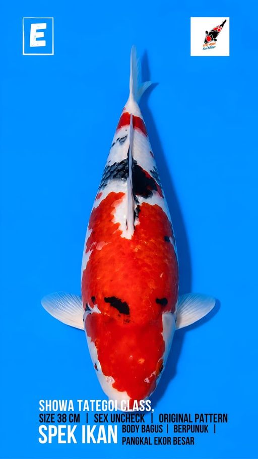 Lelang Koi Online, Jual Beli Ikan Koi, Pusat Jual Beli Koi, Info Lelang Koi Hari Ini, Platform Jual Beli Koi, Jual Beli Ikan Koi Online, Marketplace Ikan Koi, Jual Koi Terbaik, Tempat Beli Koi Berkualitas, Pasar Ikan Koi Online Terpercaya, Penjual Ikan Koi Terpercaya, Beli Koi Hias Online, Ikan Koi untuk Dijual, Koi Kualitas Terbaik, Toko Online Ikan Koi, Koi Hias Untuk Dijual, Jual Beli Ikan Koi Lokal, Koi Indonesia Online, Pusat Jual Beli Koi Terbesar