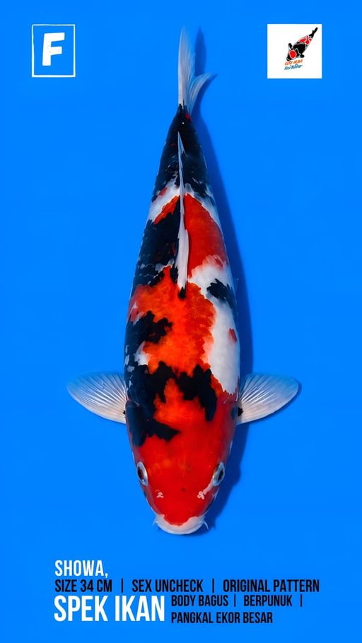 Lelang Koi Online, Jual Beli Ikan Koi, Pusat Jual Beli Koi, Info Lelang Koi Hari Ini, Platform Jual Beli Koi, Jual Beli Ikan Koi Online, Marketplace Ikan Koi, Jual Koi Terbaik, Tempat Beli Koi Berkualitas, Pasar Ikan Koi Online Terpercaya, Penjual Ikan Koi Terpercaya, Beli Koi Hias Online, Ikan Koi untuk Dijual, Koi Kualitas Terbaik, Toko Online Ikan Koi, Koi Hias Untuk Dijual, Jual Beli Ikan Koi Lokal, Koi Indonesia Online, Pusat Jual Beli Koi Terbesar