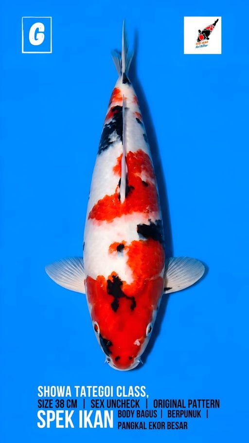 Lelang Koi Online, Jual Beli Ikan Koi, Pusat Jual Beli Koi, Info Lelang Koi Hari Ini, Platform Jual Beli Koi, Jual Beli Ikan Koi Online, Marketplace Ikan Koi, Jual Koi Terbaik, Tempat Beli Koi Berkualitas, Pasar Ikan Koi Online Terpercaya, Penjual Ikan Koi Terpercaya, Beli Koi Hias Online, Ikan Koi untuk Dijual, Koi Kualitas Terbaik, Toko Online Ikan Koi, Koi Hias Untuk Dijual, Jual Beli Ikan Koi Lokal, Koi Indonesia Online, Pusat Jual Beli Koi Terbesar