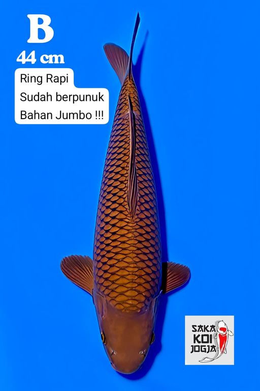 Lelang Koi Online, Jual Beli Ikan Koi, Pusat Jual Beli Koi, Info Lelang Koi Hari Ini, Platform Jual Beli Koi, Jual Beli Ikan Koi Online, Marketplace Ikan Koi, Jual Koi Terbaik, Tempat Beli Koi Berkualitas, Pasar Ikan Koi Online Terpercaya, Penjual Ikan Koi Terpercaya, Beli Koi Hias Online, Ikan Koi untuk Dijual, Koi Kualitas Terbaik, Toko Online Ikan Koi, Koi Hias Untuk Dijual, Jual Beli Ikan Koi Lokal, Koi Indonesia Online, Pusat Jual Beli Koi Terbesar
