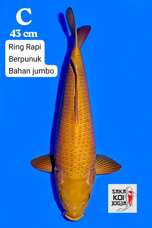 Lelang Koi Online, Jual Beli Ikan Koi, Pusat Jual Beli Koi, Info Lelang Koi Hari Ini, Platform Jual Beli Koi, Jual Beli Ikan Koi Online, Marketplace Ikan Koi, Jual Koi Terbaik, Tempat Beli Koi Berkualitas, Pasar Ikan Koi Online Terpercaya, Penjual Ikan Koi Terpercaya, Beli Koi Hias Online, Ikan Koi untuk Dijual, Koi Kualitas Terbaik, Toko Online Ikan Koi, Koi Hias Untuk Dijual, Jual Beli Ikan Koi Lokal, Koi Indonesia Online, Pusat Jual Beli Koi Terbesar