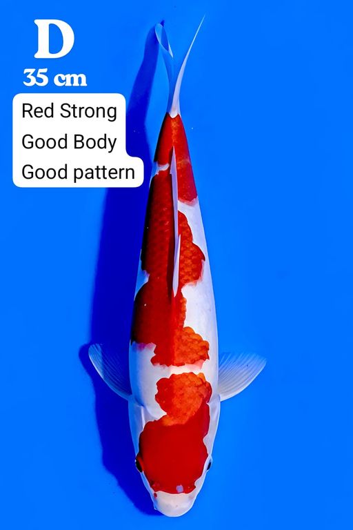 Lelang Koi Online, Jual Beli Ikan Koi, Pusat Jual Beli Koi, Info Lelang Koi Hari Ini, Platform Jual Beli Koi, Jual Beli Ikan Koi Online, Marketplace Ikan Koi, Jual Koi Terbaik, Tempat Beli Koi Berkualitas, Pasar Ikan Koi Online Terpercaya, Penjual Ikan Koi Terpercaya, Beli Koi Hias Online, Ikan Koi untuk Dijual, Koi Kualitas Terbaik, Toko Online Ikan Koi, Koi Hias Untuk Dijual, Jual Beli Ikan Koi Lokal, Koi Indonesia Online, Pusat Jual Beli Koi Terbesar