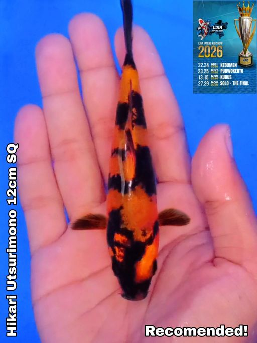Lelang Koi Online, Jual Beli Ikan Koi, Pusat Jual Beli Koi, Info Lelang Koi Hari Ini, Platform Jual Beli Koi, Jual Beli Ikan Koi Online, Marketplace Ikan Koi, Jual Koi Terbaik, Tempat Beli Koi Berkualitas, Pasar Ikan Koi Online Terpercaya, Penjual Ikan Koi Terpercaya, Beli Koi Hias Online, Ikan Koi untuk Dijual, Koi Kualitas Terbaik, Toko Online Ikan Koi, Koi Hias Untuk Dijual, Jual Beli Ikan Koi Lokal, Koi Indonesia Online, Pusat Jual Beli Koi Terbesar