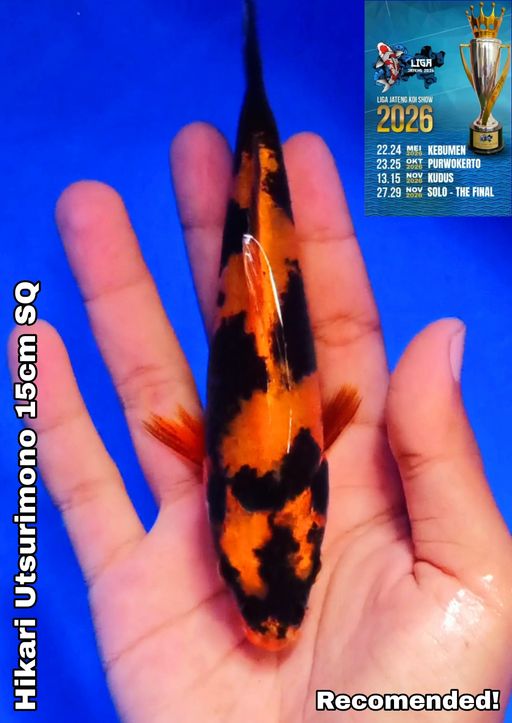 Lelang Koi Online, Jual Beli Ikan Koi, Pusat Jual Beli Koi, Info Lelang Koi Hari Ini, Platform Jual Beli Koi, Jual Beli Ikan Koi Online, Marketplace Ikan Koi, Jual Koi Terbaik, Tempat Beli Koi Berkualitas, Pasar Ikan Koi Online Terpercaya, Penjual Ikan Koi Terpercaya, Beli Koi Hias Online, Ikan Koi untuk Dijual, Koi Kualitas Terbaik, Toko Online Ikan Koi, Koi Hias Untuk Dijual, Jual Beli Ikan Koi Lokal, Koi Indonesia Online, Pusat Jual Beli Koi Terbesar