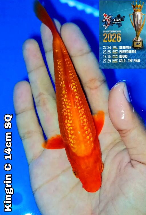 Lelang Koi Online, Jual Beli Ikan Koi, Pusat Jual Beli Koi, Info Lelang Koi Hari Ini, Platform Jual Beli Koi, Jual Beli Ikan Koi Online, Marketplace Ikan Koi, Jual Koi Terbaik, Tempat Beli Koi Berkualitas, Pasar Ikan Koi Online Terpercaya, Penjual Ikan Koi Terpercaya, Beli Koi Hias Online, Ikan Koi untuk Dijual, Koi Kualitas Terbaik, Toko Online Ikan Koi, Koi Hias Untuk Dijual, Jual Beli Ikan Koi Lokal, Koi Indonesia Online, Pusat Jual Beli Koi Terbesar