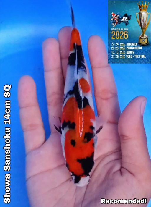 Lelang Koi Online, Jual Beli Ikan Koi, Pusat Jual Beli Koi, Info Lelang Koi Hari Ini, Platform Jual Beli Koi, Jual Beli Ikan Koi Online, Marketplace Ikan Koi, Jual Koi Terbaik, Tempat Beli Koi Berkualitas, Pasar Ikan Koi Online Terpercaya, Penjual Ikan Koi Terpercaya, Beli Koi Hias Online, Ikan Koi untuk Dijual, Koi Kualitas Terbaik, Toko Online Ikan Koi, Koi Hias Untuk Dijual, Jual Beli Ikan Koi Lokal, Koi Indonesia Online, Pusat Jual Beli Koi Terbesar
