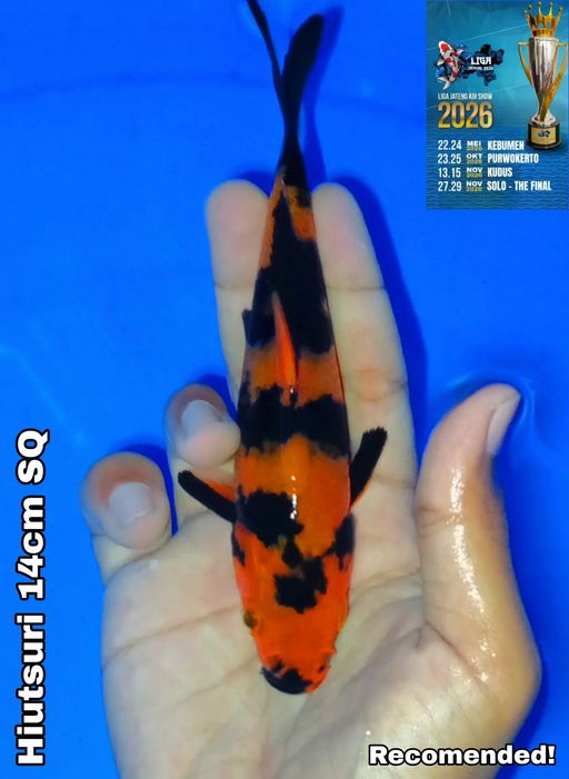 Lelang Koi Online, Jual Beli Ikan Koi, Pusat Jual Beli Koi, Info Lelang Koi Hari Ini, Platform Jual Beli Koi, Jual Beli Ikan Koi Online, Marketplace Ikan Koi, Jual Koi Terbaik, Tempat Beli Koi Berkualitas, Pasar Ikan Koi Online Terpercaya, Penjual Ikan Koi Terpercaya, Beli Koi Hias Online, Ikan Koi untuk Dijual, Koi Kualitas Terbaik, Toko Online Ikan Koi, Koi Hias Untuk Dijual, Jual Beli Ikan Koi Lokal, Koi Indonesia Online, Pusat Jual Beli Koi Terbesar
