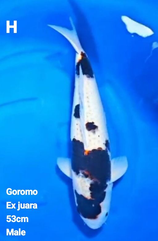 Lelang Koi Online, Jual Beli Ikan Koi, Pusat Jual Beli Koi, Info Lelang Koi Hari Ini, Platform Jual Beli Koi, Jual Beli Ikan Koi Online, Marketplace Ikan Koi, Jual Koi Terbaik, Tempat Beli Koi Berkualitas, Pasar Ikan Koi Online Terpercaya, Penjual Ikan Koi Terpercaya, Beli Koi Hias Online, Ikan Koi untuk Dijual, Koi Kualitas Terbaik, Toko Online Ikan Koi, Koi Hias Untuk Dijual, Jual Beli Ikan Koi Lokal, Koi Indonesia Online, Pusat Jual Beli Koi Terbesar