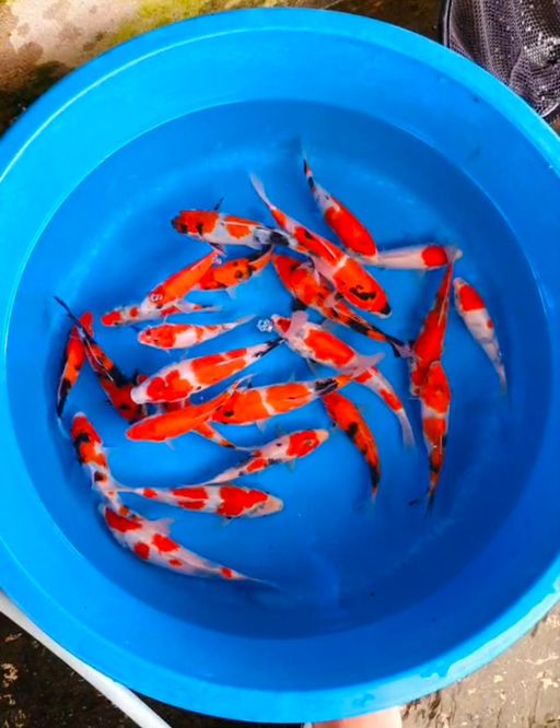 Lelang Koi Online, Jual Beli Ikan Koi, Pusat Jual Beli Koi, Info Lelang Koi Hari Ini, Platform Jual Beli Koi, Jual Beli Ikan Koi Online, Marketplace Ikan Koi, Jual Koi Terbaik, Tempat Beli Koi Berkualitas, Pasar Ikan Koi Online Terpercaya, Penjual Ikan Koi Terpercaya, Beli Koi Hias Online, Ikan Koi untuk Dijual, Koi Kualitas Terbaik, Toko Online Ikan Koi, Koi Hias Untuk Dijual, Jual Beli Ikan Koi Lokal, Koi Indonesia Online, Pusat Jual Beli Koi Terbesar