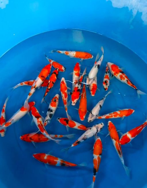 Lelang Koi Online, Jual Beli Ikan Koi, Pusat Jual Beli Koi, Info Lelang Koi Hari Ini, Platform Jual Beli Koi, Jual Beli Ikan Koi Online, Marketplace Ikan Koi, Jual Koi Terbaik, Tempat Beli Koi Berkualitas, Pasar Ikan Koi Online Terpercaya, Penjual Ikan Koi Terpercaya, Beli Koi Hias Online, Ikan Koi untuk Dijual, Koi Kualitas Terbaik, Toko Online Ikan Koi, Koi Hias Untuk Dijual, Jual Beli Ikan Koi Lokal, Koi Indonesia Online, Pusat Jual Beli Koi Terbesar