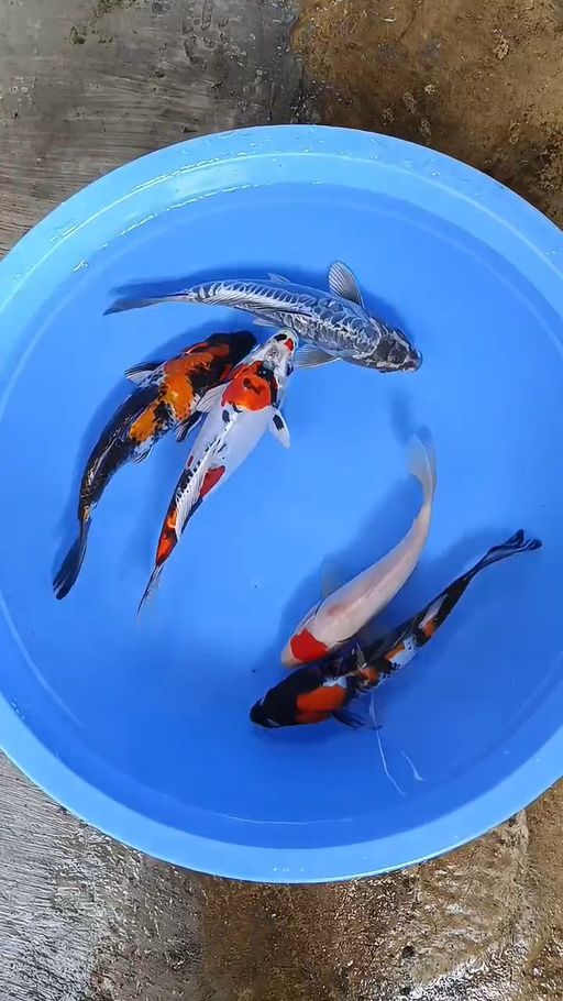 Lelang Koi Online, Jual Beli Ikan Koi, Pusat Jual Beli Koi, Info Lelang Koi Hari Ini, Platform Jual Beli Koi, Jual Beli Ikan Koi Online, Marketplace Ikan Koi, Jual Koi Terbaik, Tempat Beli Koi Berkualitas, Pasar Ikan Koi Online Terpercaya, Penjual Ikan Koi Terpercaya, Beli Koi Hias Online, Ikan Koi untuk Dijual, Koi Kualitas Terbaik, Toko Online Ikan Koi, Koi Hias Untuk Dijual, Jual Beli Ikan Koi Lokal, Koi Indonesia Online, Pusat Jual Beli Koi Terbesar