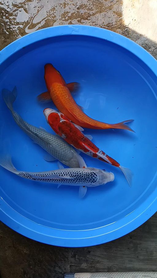 Lelang Koi Online, Jual Beli Ikan Koi, Pusat Jual Beli Koi, Info Lelang Koi Hari Ini, Platform Jual Beli Koi, Jual Beli Ikan Koi Online, Marketplace Ikan Koi, Jual Koi Terbaik, Tempat Beli Koi Berkualitas, Pasar Ikan Koi Online Terpercaya, Penjual Ikan Koi Terpercaya, Beli Koi Hias Online, Ikan Koi untuk Dijual, Koi Kualitas Terbaik, Toko Online Ikan Koi, Koi Hias Untuk Dijual, Jual Beli Ikan Koi Lokal, Koi Indonesia Online, Pusat Jual Beli Koi Terbesar