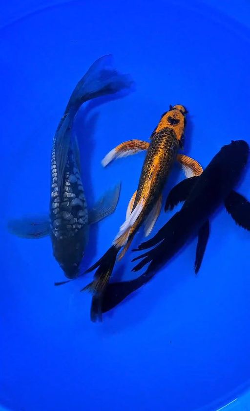 Lelang Koi Online, Jual Beli Ikan Koi, Pusat Jual Beli Koi, Info Lelang Koi Hari Ini, Platform Jual Beli Koi, Jual Beli Ikan Koi Online, Marketplace Ikan Koi, Jual Koi Terbaik, Tempat Beli Koi Berkualitas, Pasar Ikan Koi Online Terpercaya, Penjual Ikan Koi Terpercaya, Beli Koi Hias Online, Ikan Koi untuk Dijual, Koi Kualitas Terbaik, Toko Online Ikan Koi, Koi Hias Untuk Dijual, Jual Beli Ikan Koi Lokal, Koi Indonesia Online, Pusat Jual Beli Koi Terbesar