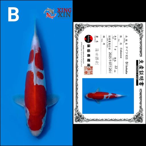 Lelang Koi Online, Jual Beli Ikan Koi, Pusat Jual Beli Koi, Info Lelang Koi Hari Ini, Platform Jual Beli Koi, Jual Beli Ikan Koi Online, Marketplace Ikan Koi, Jual Koi Terbaik, Tempat Beli Koi Berkualitas, Pasar Ikan Koi Online Terpercaya, Penjual Ikan Koi Terpercaya, Beli Koi Hias Online, Ikan Koi untuk Dijual, Koi Kualitas Terbaik, Toko Online Ikan Koi, Koi Hias Untuk Dijual, Jual Beli Ikan Koi Lokal, Koi Indonesia Online, Pusat Jual Beli Koi Terbesar