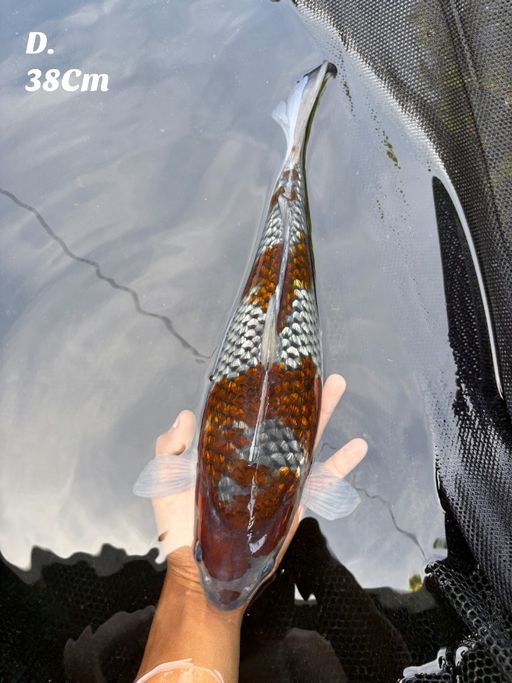 Lelang Koi Online, Jual Beli Ikan Koi, Pusat Jual Beli Koi, Info Lelang Koi Hari Ini, Platform Jual Beli Koi, Jual Beli Ikan Koi Online, Marketplace Ikan Koi, Jual Koi Terbaik, Tempat Beli Koi Berkualitas, Pasar Ikan Koi Online Terpercaya, Penjual Ikan Koi Terpercaya, Beli Koi Hias Online, Ikan Koi untuk Dijual, Koi Kualitas Terbaik, Toko Online Ikan Koi, Koi Hias Untuk Dijual, Jual Beli Ikan Koi Lokal, Koi Indonesia Online, Pusat Jual Beli Koi Terbesar