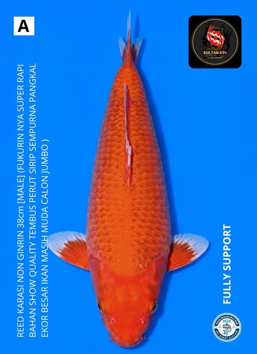 Lelang Koi Online, Jual Beli Ikan Koi, Pusat Jual Beli Koi, Info Lelang Koi Hari Ini, Platform Jual Beli Koi, Jual Beli Ikan Koi Online, Marketplace Ikan Koi, Jual Koi Terbaik, Tempat Beli Koi Berkualitas, Pasar Ikan Koi Online Terpercaya, Penjual Ikan Koi Terpercaya, Beli Koi Hias Online, Ikan Koi untuk Dijual, Koi Kualitas Terbaik, Toko Online Ikan Koi, Koi Hias Untuk Dijual, Jual Beli Ikan Koi Lokal, Koi Indonesia Online, Pusat Jual Beli Koi Terbesar