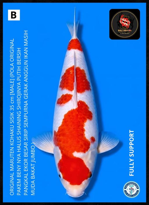 Lelang Koi Online, Jual Beli Ikan Koi, Pusat Jual Beli Koi, Info Lelang Koi Hari Ini, Platform Jual Beli Koi, Jual Beli Ikan Koi Online, Marketplace Ikan Koi, Jual Koi Terbaik, Tempat Beli Koi Berkualitas, Pasar Ikan Koi Online Terpercaya, Penjual Ikan Koi Terpercaya, Beli Koi Hias Online, Ikan Koi untuk Dijual, Koi Kualitas Terbaik, Toko Online Ikan Koi, Koi Hias Untuk Dijual, Jual Beli Ikan Koi Lokal, Koi Indonesia Online, Pusat Jual Beli Koi Terbesar