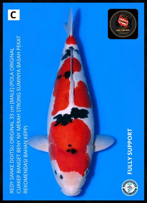 Lelang Koi Online, Jual Beli Ikan Koi, Pusat Jual Beli Koi, Info Lelang Koi Hari Ini, Platform Jual Beli Koi, Jual Beli Ikan Koi Online, Marketplace Ikan Koi, Jual Koi Terbaik, Tempat Beli Koi Berkualitas, Pasar Ikan Koi Online Terpercaya, Penjual Ikan Koi Terpercaya, Beli Koi Hias Online, Ikan Koi untuk Dijual, Koi Kualitas Terbaik, Toko Online Ikan Koi, Koi Hias Untuk Dijual, Jual Beli Ikan Koi Lokal, Koi Indonesia Online, Pusat Jual Beli Koi Terbesar