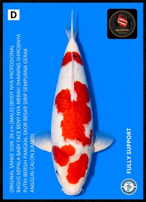 Lelang Koi Online, Jual Beli Ikan Koi, Pusat Jual Beli Koi, Info Lelang Koi Hari Ini, Platform Jual Beli Koi, Jual Beli Ikan Koi Online, Marketplace Ikan Koi, Jual Koi Terbaik, Tempat Beli Koi Berkualitas, Pasar Ikan Koi Online Terpercaya, Penjual Ikan Koi Terpercaya, Beli Koi Hias Online, Ikan Koi untuk Dijual, Koi Kualitas Terbaik, Toko Online Ikan Koi, Koi Hias Untuk Dijual, Jual Beli Ikan Koi Lokal, Koi Indonesia Online, Pusat Jual Beli Koi Terbesar