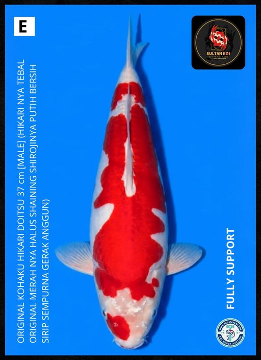 Lelang Koi Online, Jual Beli Ikan Koi, Pusat Jual Beli Koi, Info Lelang Koi Hari Ini, Platform Jual Beli Koi, Jual Beli Ikan Koi Online, Marketplace Ikan Koi, Jual Koi Terbaik, Tempat Beli Koi Berkualitas, Pasar Ikan Koi Online Terpercaya, Penjual Ikan Koi Terpercaya, Beli Koi Hias Online, Ikan Koi untuk Dijual, Koi Kualitas Terbaik, Toko Online Ikan Koi, Koi Hias Untuk Dijual, Jual Beli Ikan Koi Lokal, Koi Indonesia Online, Pusat Jual Beli Koi Terbesar