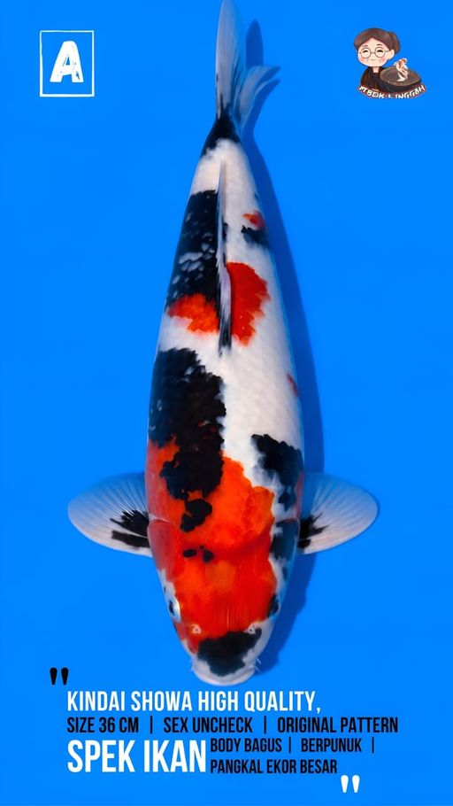 Lelang Koi Online, Jual Beli Ikan Koi, Pusat Jual Beli Koi, Info Lelang Koi Hari Ini, Platform Jual Beli Koi, Jual Beli Ikan Koi Online, Marketplace Ikan Koi, Jual Koi Terbaik, Tempat Beli Koi Berkualitas, Pasar Ikan Koi Online Terpercaya, Penjual Ikan Koi Terpercaya, Beli Koi Hias Online, Ikan Koi untuk Dijual, Koi Kualitas Terbaik, Toko Online Ikan Koi, Koi Hias Untuk Dijual, Jual Beli Ikan Koi Lokal, Koi Indonesia Online, Pusat Jual Beli Koi Terbesar