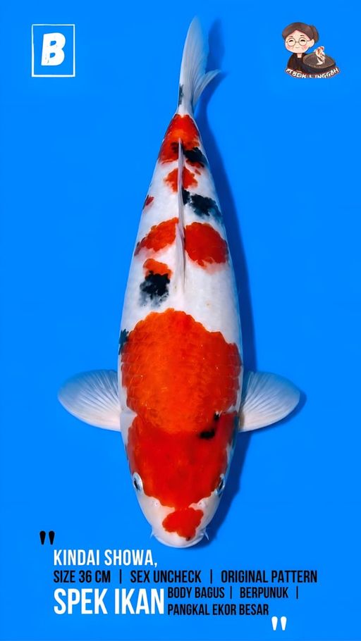 Lelang Koi Online, Jual Beli Ikan Koi, Pusat Jual Beli Koi, Info Lelang Koi Hari Ini, Platform Jual Beli Koi, Jual Beli Ikan Koi Online, Marketplace Ikan Koi, Jual Koi Terbaik, Tempat Beli Koi Berkualitas, Pasar Ikan Koi Online Terpercaya, Penjual Ikan Koi Terpercaya, Beli Koi Hias Online, Ikan Koi untuk Dijual, Koi Kualitas Terbaik, Toko Online Ikan Koi, Koi Hias Untuk Dijual, Jual Beli Ikan Koi Lokal, Koi Indonesia Online, Pusat Jual Beli Koi Terbesar