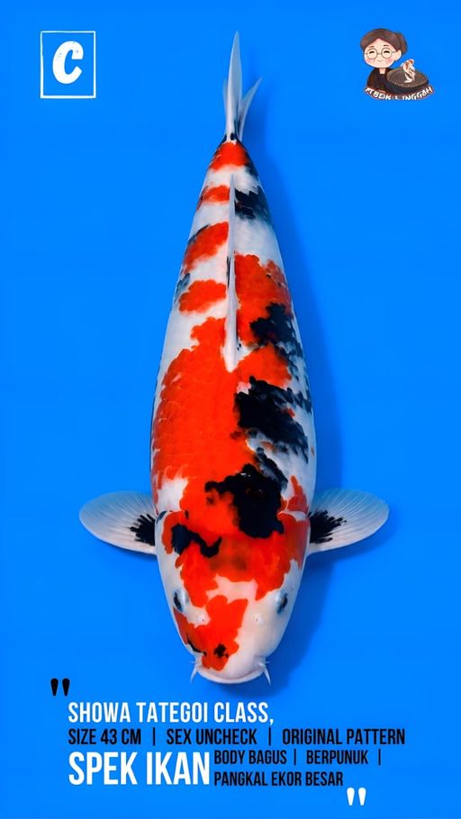 Lelang Koi Online, Jual Beli Ikan Koi, Pusat Jual Beli Koi, Info Lelang Koi Hari Ini, Platform Jual Beli Koi, Jual Beli Ikan Koi Online, Marketplace Ikan Koi, Jual Koi Terbaik, Tempat Beli Koi Berkualitas, Pasar Ikan Koi Online Terpercaya, Penjual Ikan Koi Terpercaya, Beli Koi Hias Online, Ikan Koi untuk Dijual, Koi Kualitas Terbaik, Toko Online Ikan Koi, Koi Hias Untuk Dijual, Jual Beli Ikan Koi Lokal, Koi Indonesia Online, Pusat Jual Beli Koi Terbesar