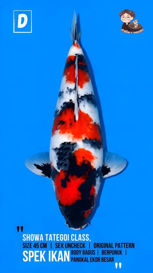 Lelang Koi Online, Jual Beli Ikan Koi, Pusat Jual Beli Koi, Info Lelang Koi Hari Ini, Platform Jual Beli Koi, Jual Beli Ikan Koi Online, Marketplace Ikan Koi, Jual Koi Terbaik, Tempat Beli Koi Berkualitas, Pasar Ikan Koi Online Terpercaya, Penjual Ikan Koi Terpercaya, Beli Koi Hias Online, Ikan Koi untuk Dijual, Koi Kualitas Terbaik, Toko Online Ikan Koi, Koi Hias Untuk Dijual, Jual Beli Ikan Koi Lokal, Koi Indonesia Online, Pusat Jual Beli Koi Terbesar