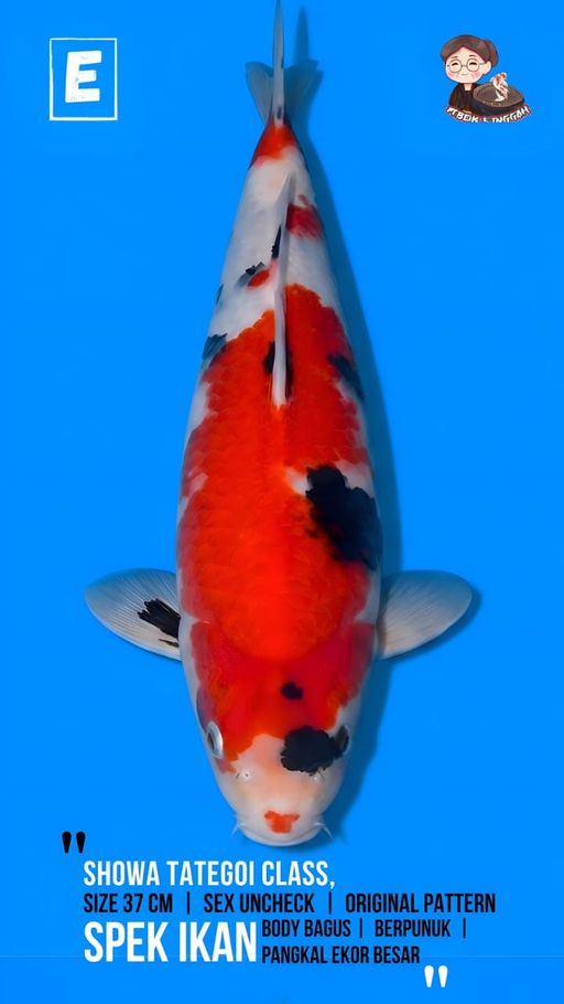 Lelang Koi Online, Jual Beli Ikan Koi, Pusat Jual Beli Koi, Info Lelang Koi Hari Ini, Platform Jual Beli Koi, Jual Beli Ikan Koi Online, Marketplace Ikan Koi, Jual Koi Terbaik, Tempat Beli Koi Berkualitas, Pasar Ikan Koi Online Terpercaya, Penjual Ikan Koi Terpercaya, Beli Koi Hias Online, Ikan Koi untuk Dijual, Koi Kualitas Terbaik, Toko Online Ikan Koi, Koi Hias Untuk Dijual, Jual Beli Ikan Koi Lokal, Koi Indonesia Online, Pusat Jual Beli Koi Terbesar