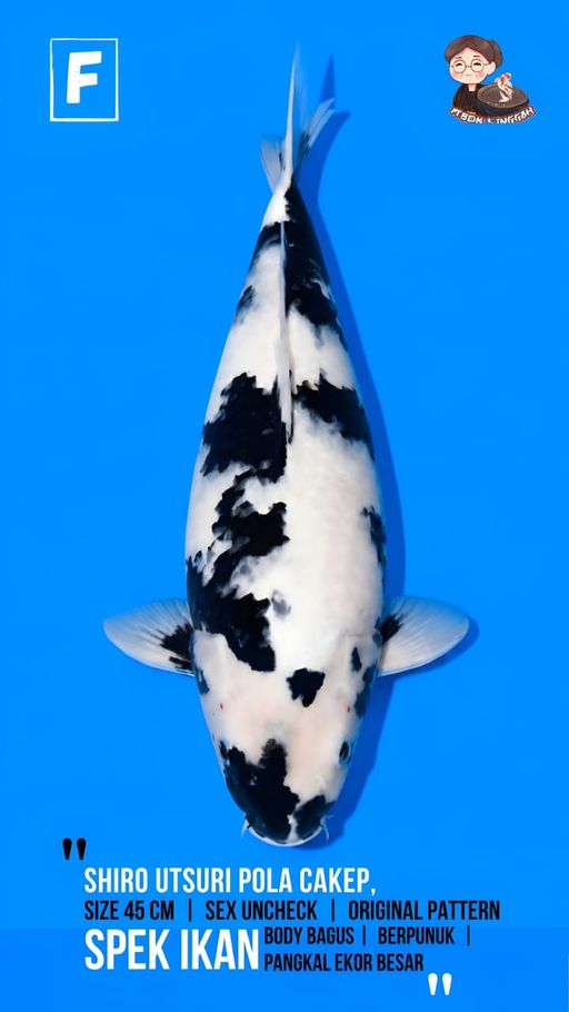 Lelang Koi Online, Jual Beli Ikan Koi, Pusat Jual Beli Koi, Info Lelang Koi Hari Ini, Platform Jual Beli Koi, Jual Beli Ikan Koi Online, Marketplace Ikan Koi, Jual Koi Terbaik, Tempat Beli Koi Berkualitas, Pasar Ikan Koi Online Terpercaya, Penjual Ikan Koi Terpercaya, Beli Koi Hias Online, Ikan Koi untuk Dijual, Koi Kualitas Terbaik, Toko Online Ikan Koi, Koi Hias Untuk Dijual, Jual Beli Ikan Koi Lokal, Koi Indonesia Online, Pusat Jual Beli Koi Terbesar