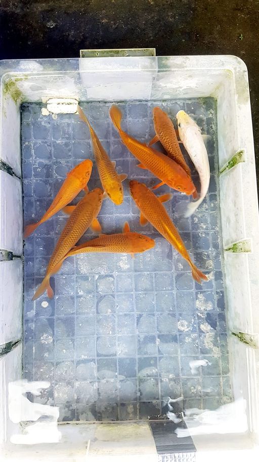 Lelang Koi Online, Jual Beli Ikan Koi, Pusat Jual Beli Koi, Info Lelang Koi Hari Ini, Platform Jual Beli Koi, Jual Beli Ikan Koi Online, Marketplace Ikan Koi, Jual Koi Terbaik, Tempat Beli Koi Berkualitas, Pasar Ikan Koi Online Terpercaya, Penjual Ikan Koi Terpercaya, Beli Koi Hias Online, Ikan Koi untuk Dijual, Koi Kualitas Terbaik, Toko Online Ikan Koi, Koi Hias Untuk Dijual, Jual Beli Ikan Koi Lokal, Koi Indonesia Online, Pusat Jual Beli Koi Terbesar