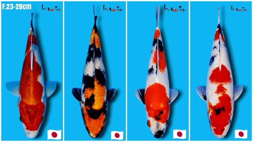 Lelang Koi Online, Jual Beli Ikan Koi, Pusat Jual Beli Koi, Info Lelang Koi Hari Ini, Platform Jual Beli Koi, Jual Beli Ikan Koi Online, Marketplace Ikan Koi, Jual Koi Terbaik, Tempat Beli Koi Berkualitas, Pasar Ikan Koi Online Terpercaya, Penjual Ikan Koi Terpercaya, Beli Koi Hias Online, Ikan Koi untuk Dijual, Koi Kualitas Terbaik, Toko Online Ikan Koi, Koi Hias Untuk Dijual, Jual Beli Ikan Koi Lokal, Koi Indonesia Online, Pusat Jual Beli Koi Terbesar
