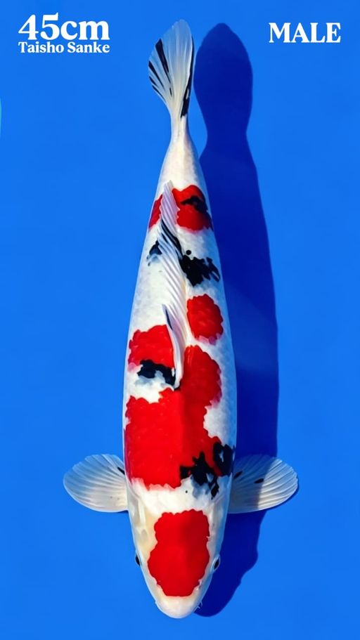 Lelang Koi Online, Jual Beli Ikan Koi, Pusat Jual Beli Koi, Info Lelang Koi Hari Ini, Platform Jual Beli Koi, Jual Beli Ikan Koi Online, Marketplace Ikan Koi, Jual Koi Terbaik, Tempat Beli Koi Berkualitas, Pasar Ikan Koi Online Terpercaya, Penjual Ikan Koi Terpercaya, Beli Koi Hias Online, Ikan Koi untuk Dijual, Koi Kualitas Terbaik, Toko Online Ikan Koi, Koi Hias Untuk Dijual, Jual Beli Ikan Koi Lokal, Koi Indonesia Online, Pusat Jual Beli Koi Terbesar