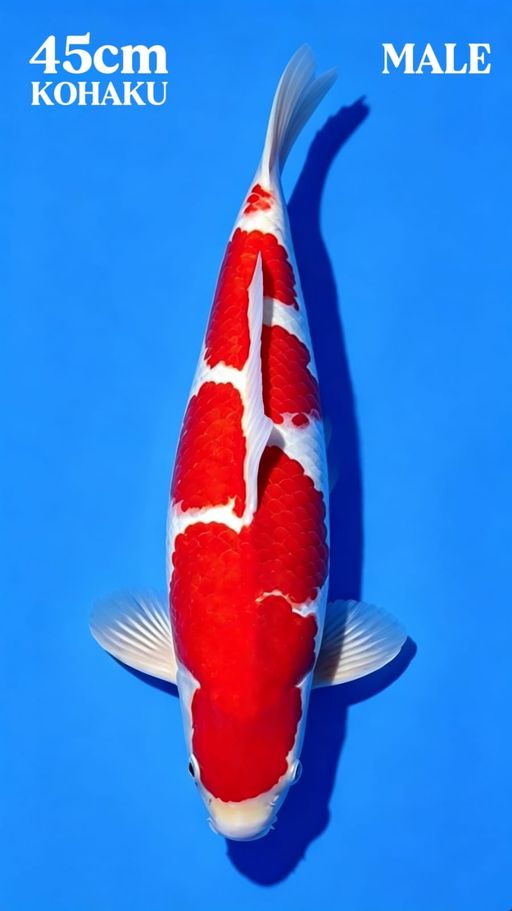Lelang Koi Online, Jual Beli Ikan Koi, Pusat Jual Beli Koi, Info Lelang Koi Hari Ini, Platform Jual Beli Koi, Jual Beli Ikan Koi Online, Marketplace Ikan Koi, Jual Koi Terbaik, Tempat Beli Koi Berkualitas, Pasar Ikan Koi Online Terpercaya, Penjual Ikan Koi Terpercaya, Beli Koi Hias Online, Ikan Koi untuk Dijual, Koi Kualitas Terbaik, Toko Online Ikan Koi, Koi Hias Untuk Dijual, Jual Beli Ikan Koi Lokal, Koi Indonesia Online, Pusat Jual Beli Koi Terbesar