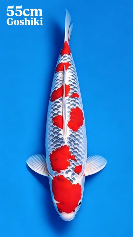 Lelang Koi Online, Jual Beli Ikan Koi, Pusat Jual Beli Koi, Info Lelang Koi Hari Ini, Platform Jual Beli Koi, Jual Beli Ikan Koi Online, Marketplace Ikan Koi, Jual Koi Terbaik, Tempat Beli Koi Berkualitas, Pasar Ikan Koi Online Terpercaya, Penjual Ikan Koi Terpercaya, Beli Koi Hias Online, Ikan Koi untuk Dijual, Koi Kualitas Terbaik, Toko Online Ikan Koi, Koi Hias Untuk Dijual, Jual Beli Ikan Koi Lokal, Koi Indonesia Online, Pusat Jual Beli Koi Terbesar