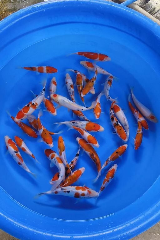 Lelang Koi Online, Jual Beli Ikan Koi, Pusat Jual Beli Koi, Info Lelang Koi Hari Ini, Platform Jual Beli Koi, Jual Beli Ikan Koi Online, Marketplace Ikan Koi, Jual Koi Terbaik, Tempat Beli Koi Berkualitas, Pasar Ikan Koi Online Terpercaya, Penjual Ikan Koi Terpercaya, Beli Koi Hias Online, Ikan Koi untuk Dijual, Koi Kualitas Terbaik, Toko Online Ikan Koi, Koi Hias Untuk Dijual, Jual Beli Ikan Koi Lokal, Koi Indonesia Online, Pusat Jual Beli Koi Terbesar